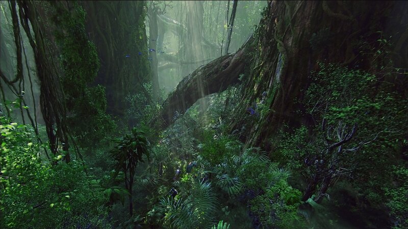 dense jungle with sunlight