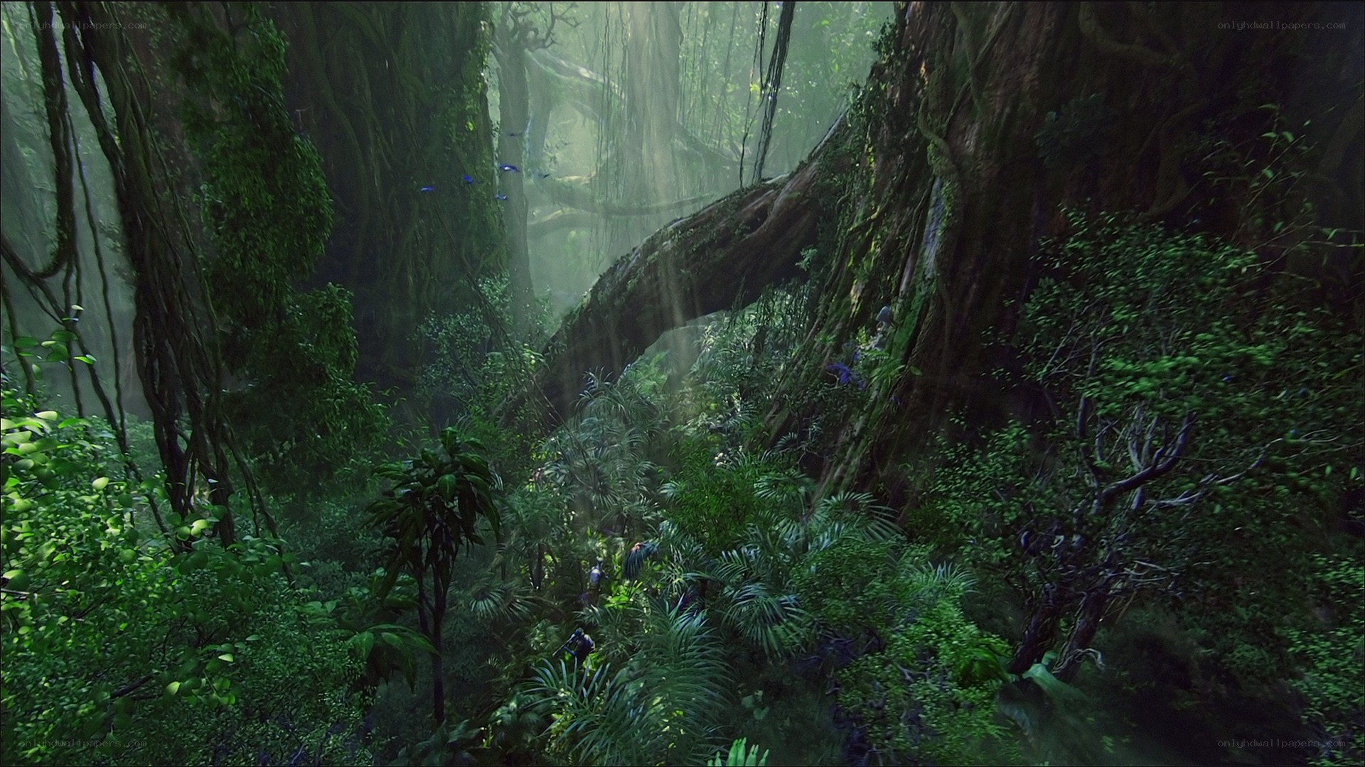 dense jungle with sunlight