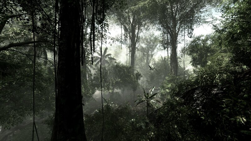 dense jungle with sunlight