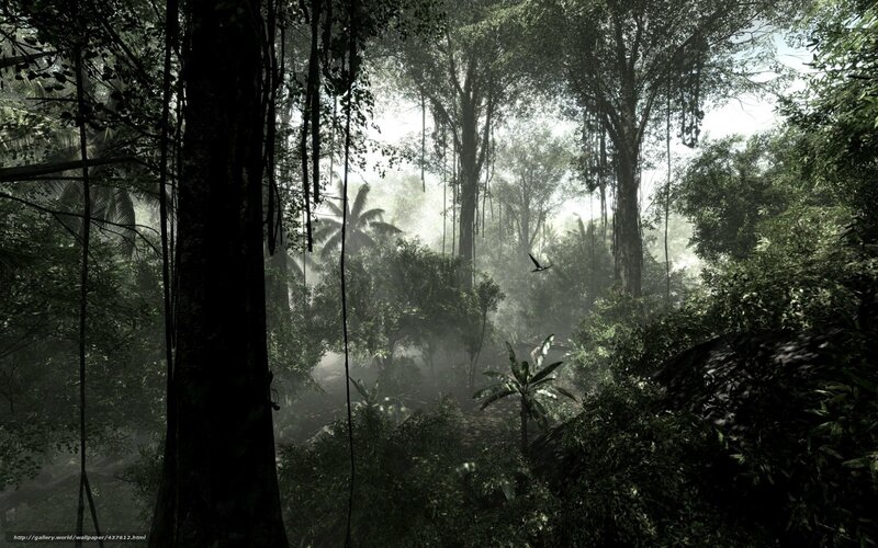 dense jungle with sunlight