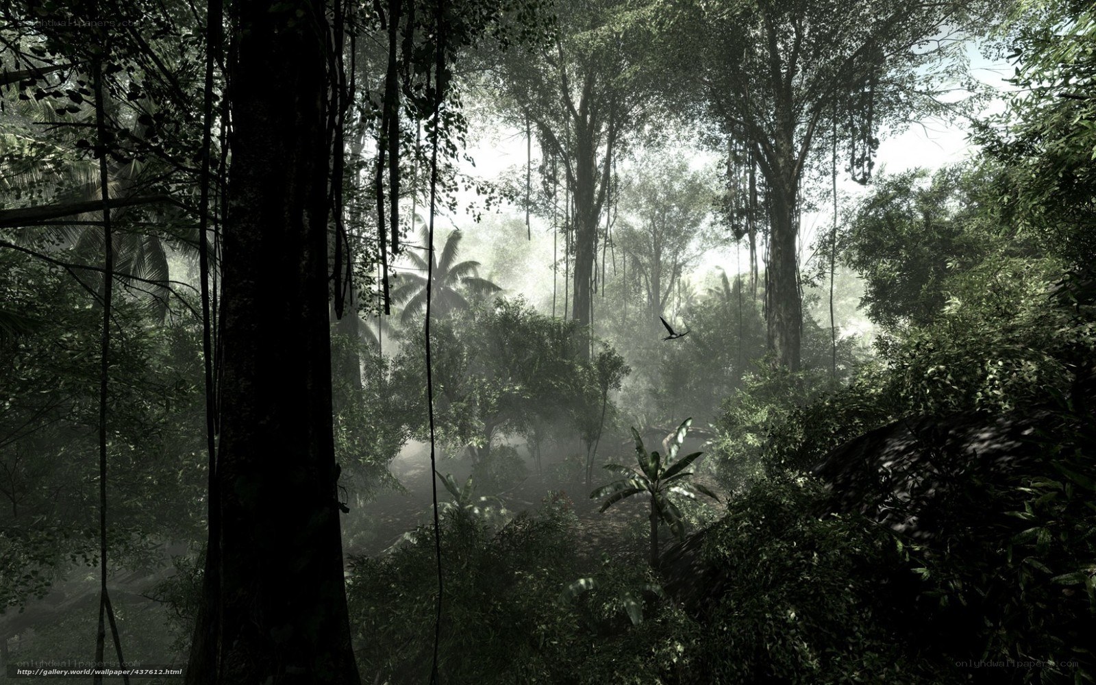 dense jungle with sunlight