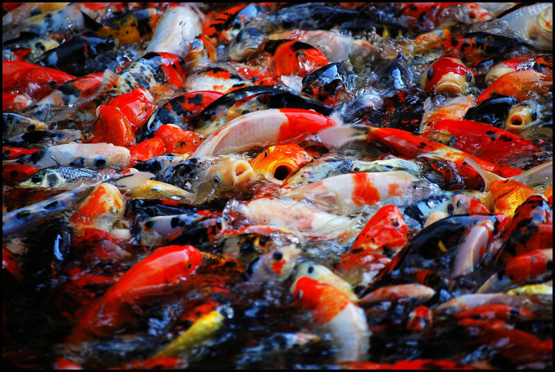 dense koi fish gathering