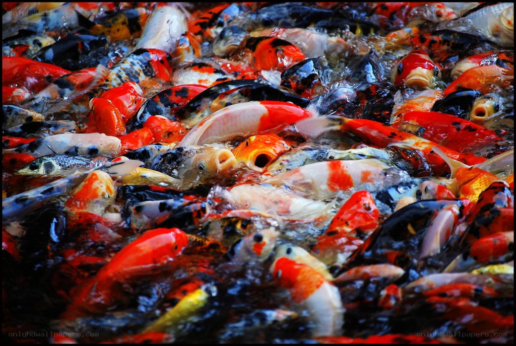 dense koi fish gathering