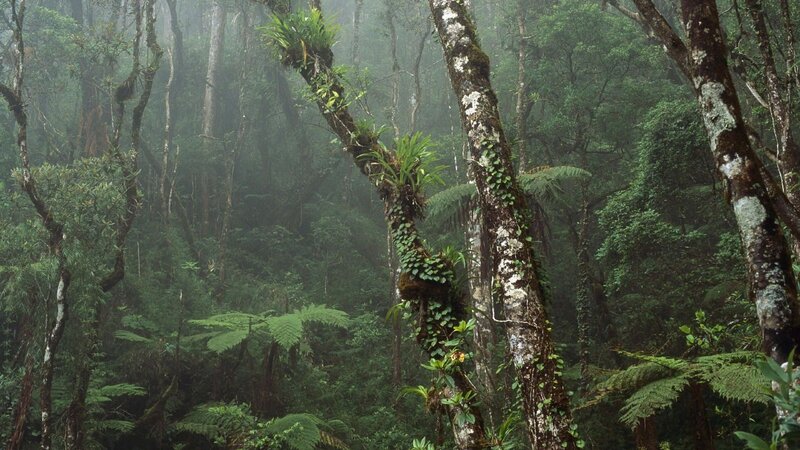 Dense Misty Forest