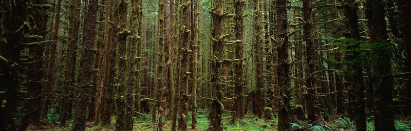 dense mossy forest