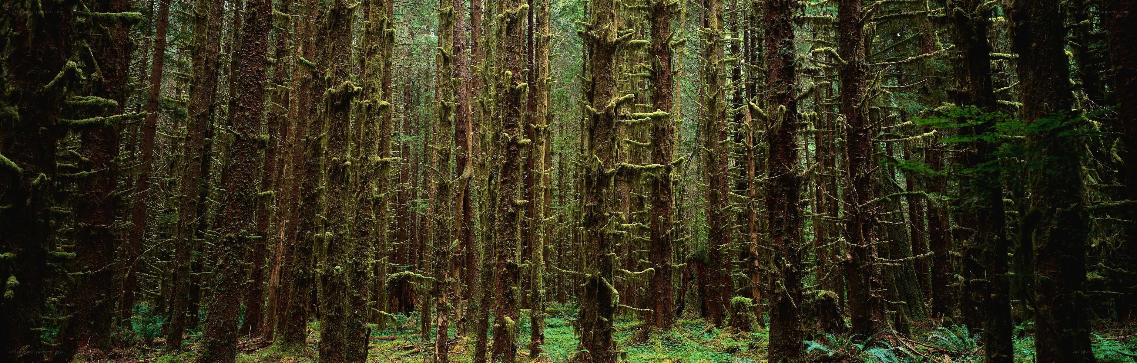 dense mossy forest