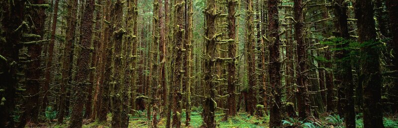 dense mossy forest