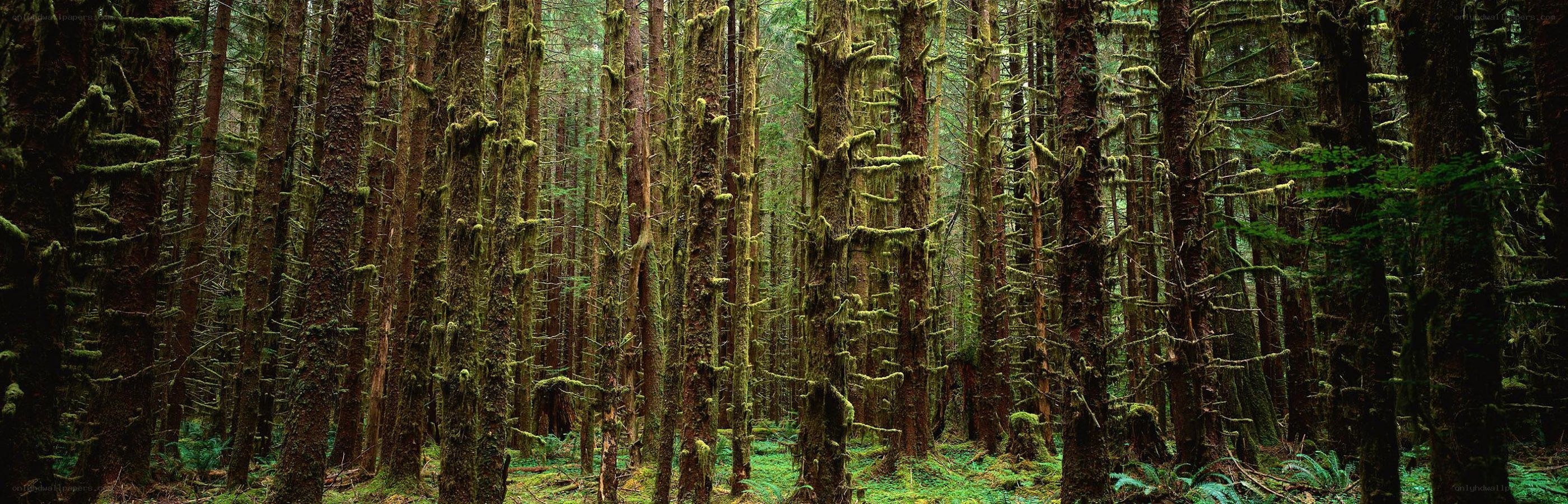 dense mossy forest