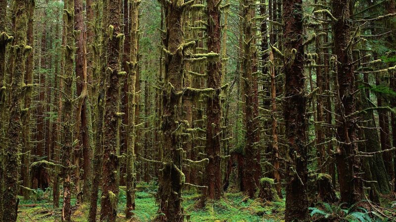 dense mossy forest