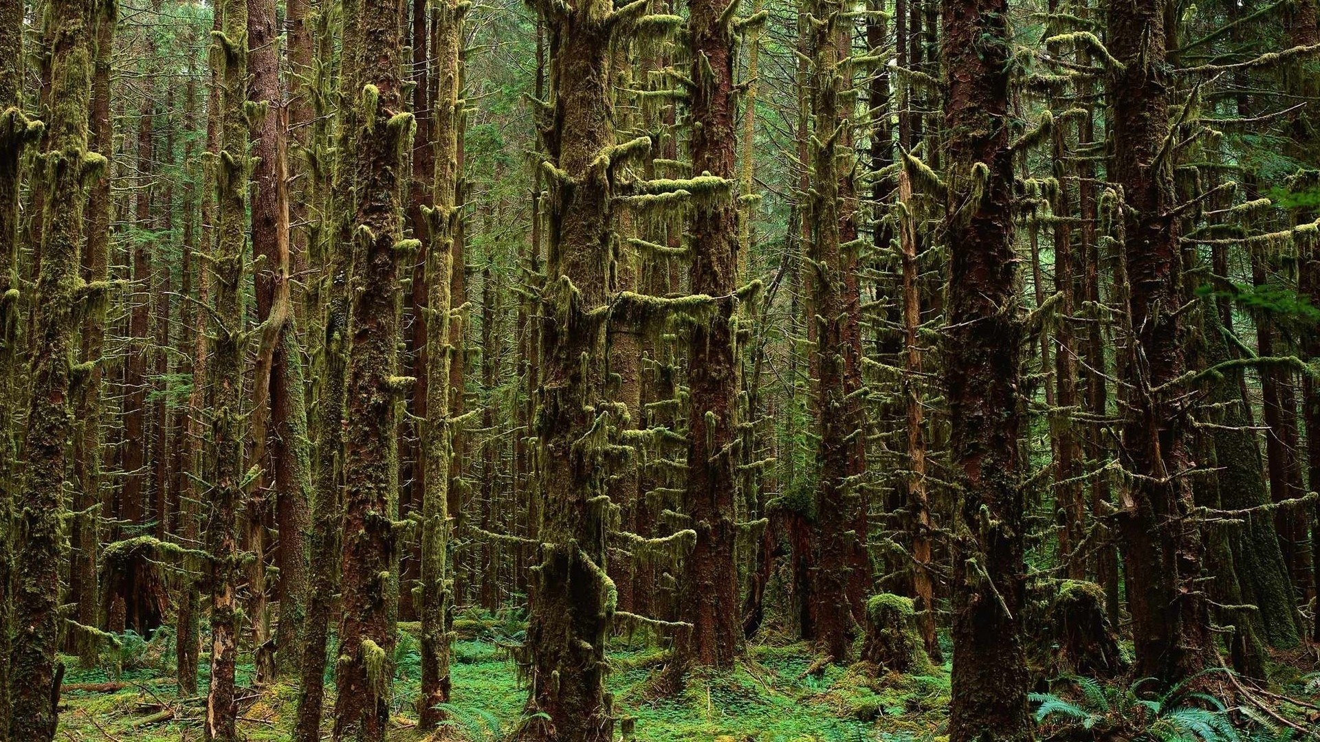 dense mossy forest