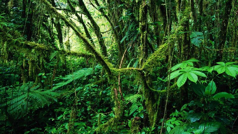 dense mossy forest canopy