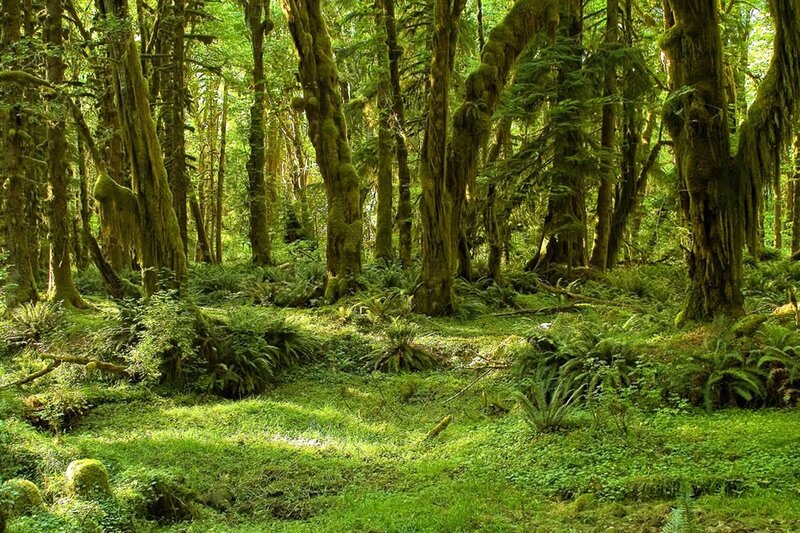 dense mossy forest scene