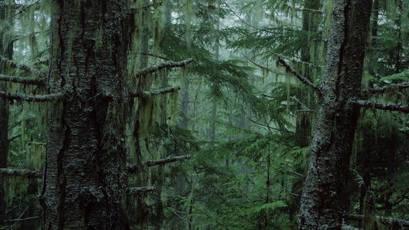 dense mossy forest scene