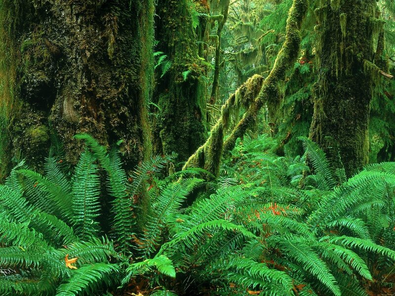 dense mossy forest with ferns