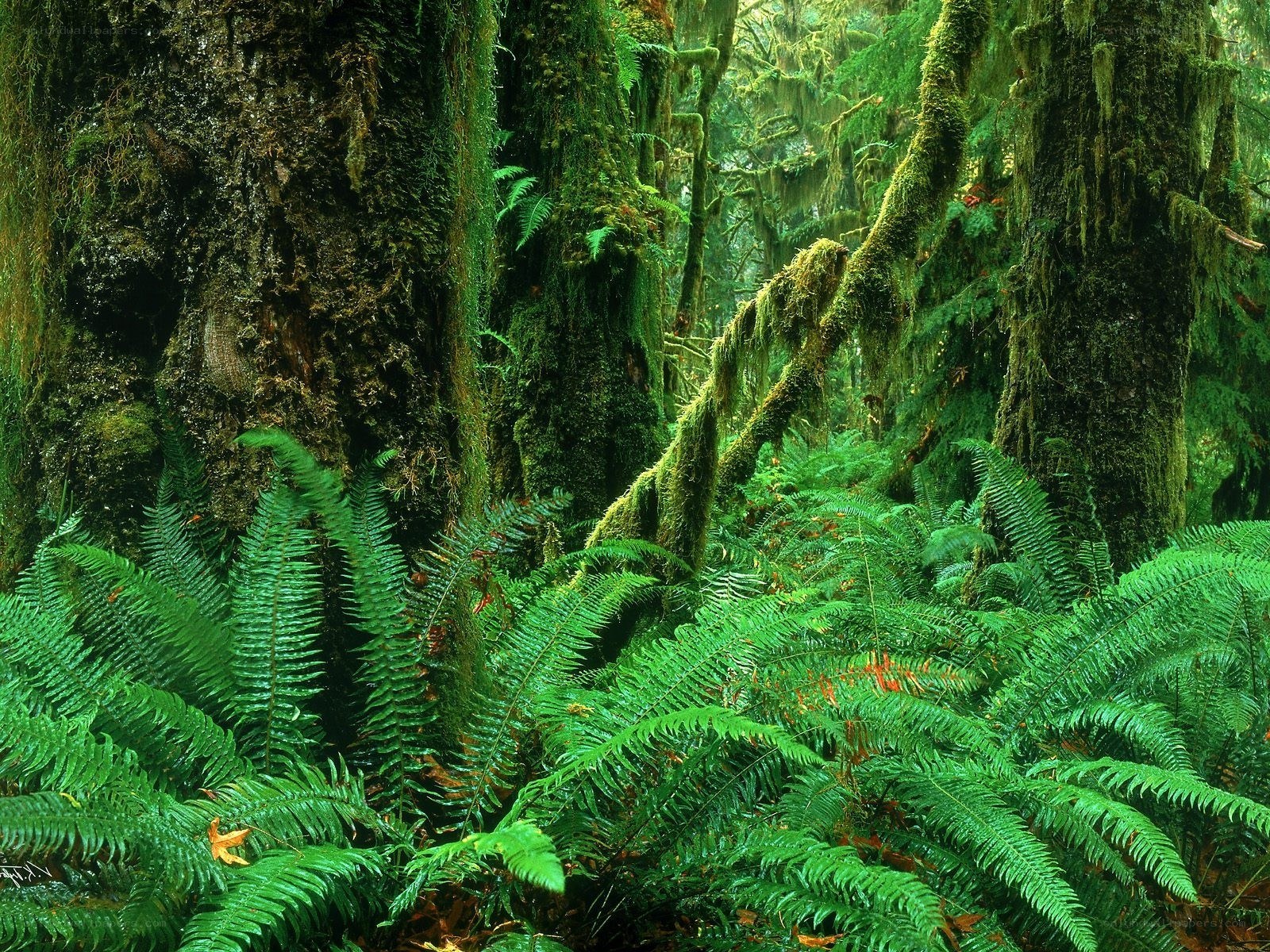 dense mossy forest with ferns