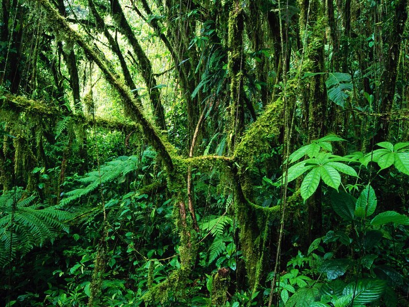 dense mossy rainforest