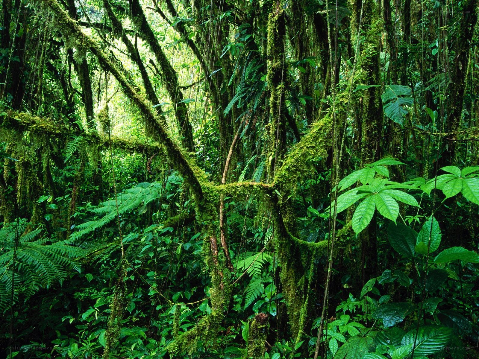 dense mossy rainforest