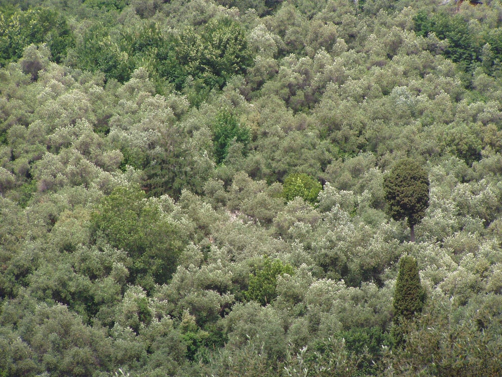 dense olive grove on a hillside
