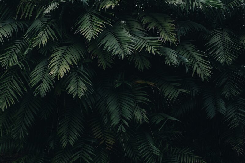 Dense Palm Fronds