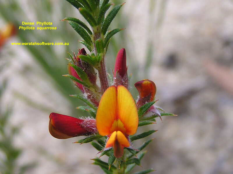 Dense Phyllota Flower