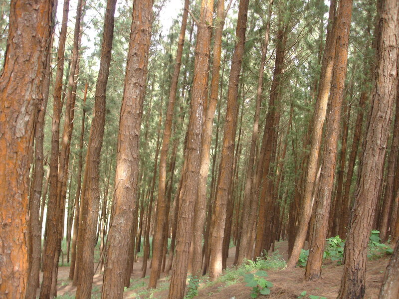 dense pine forest