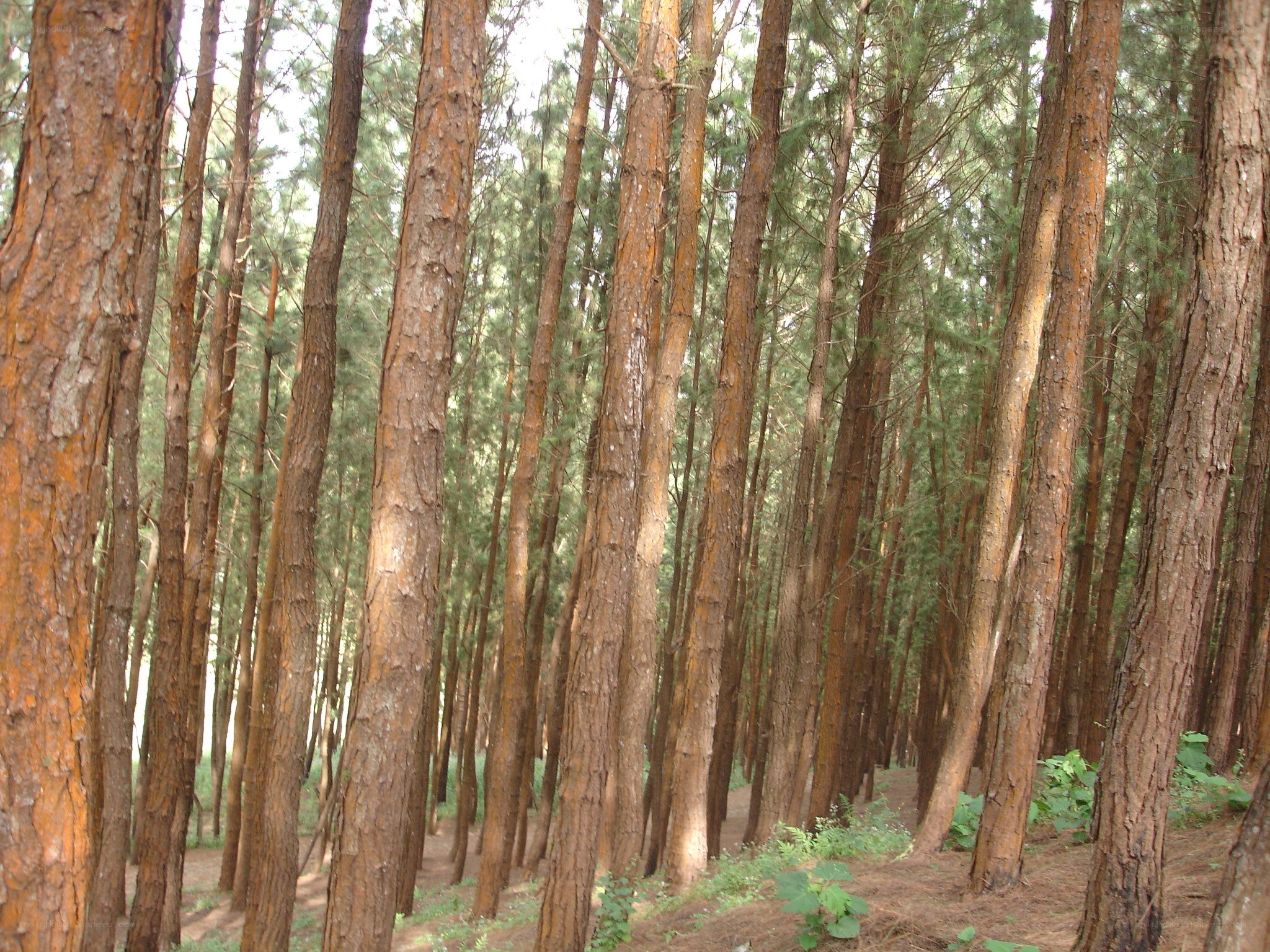 dense pine forest