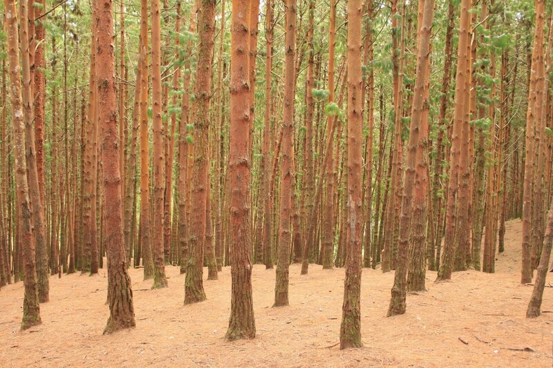 dense pine forest