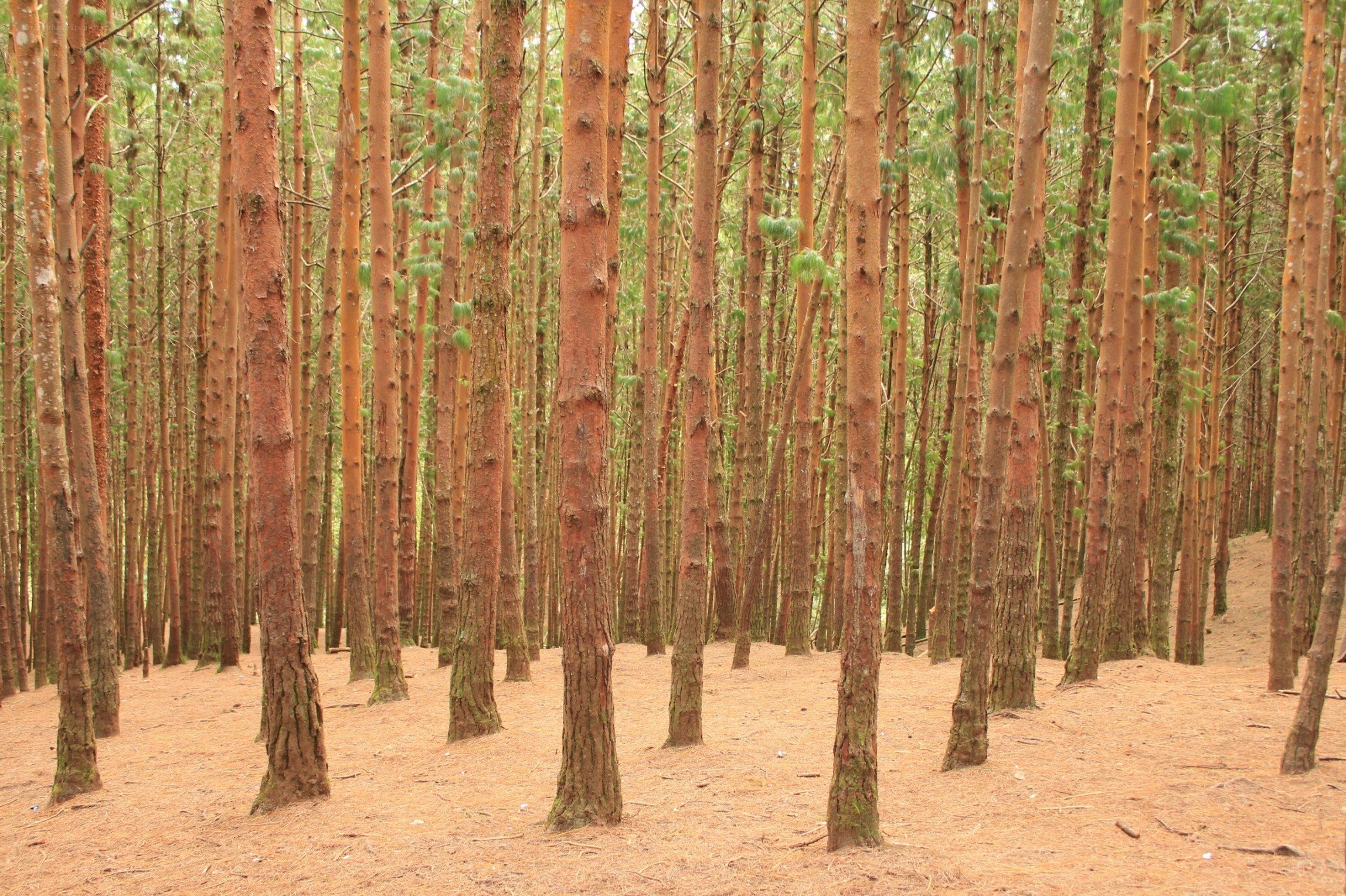 dense pine forest