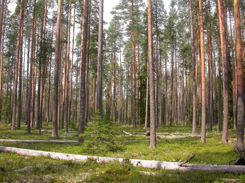 dense pine forest