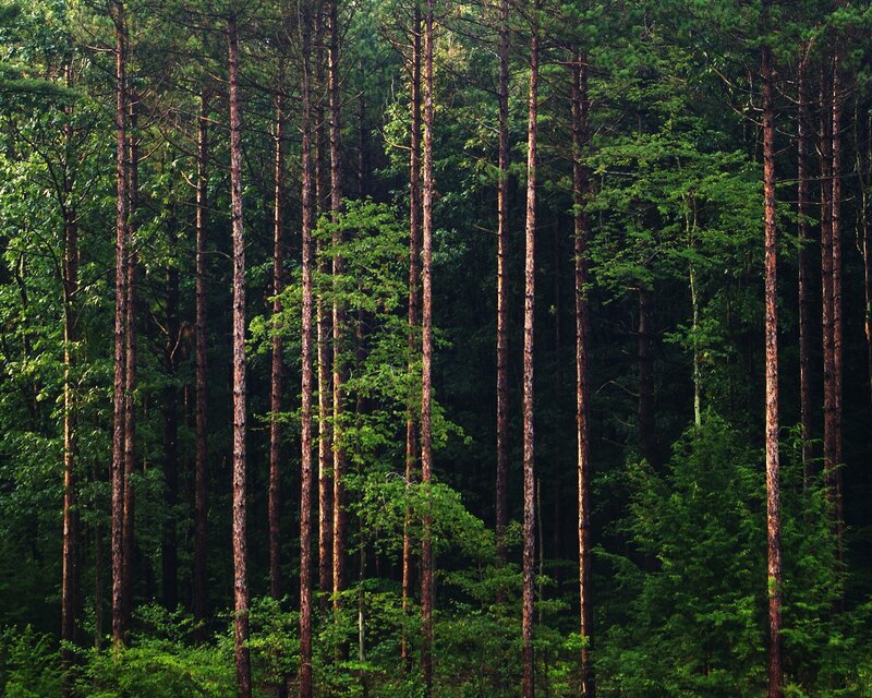 dense pine forest