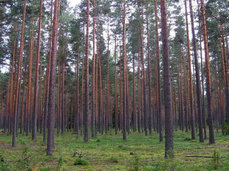 dense pine forest