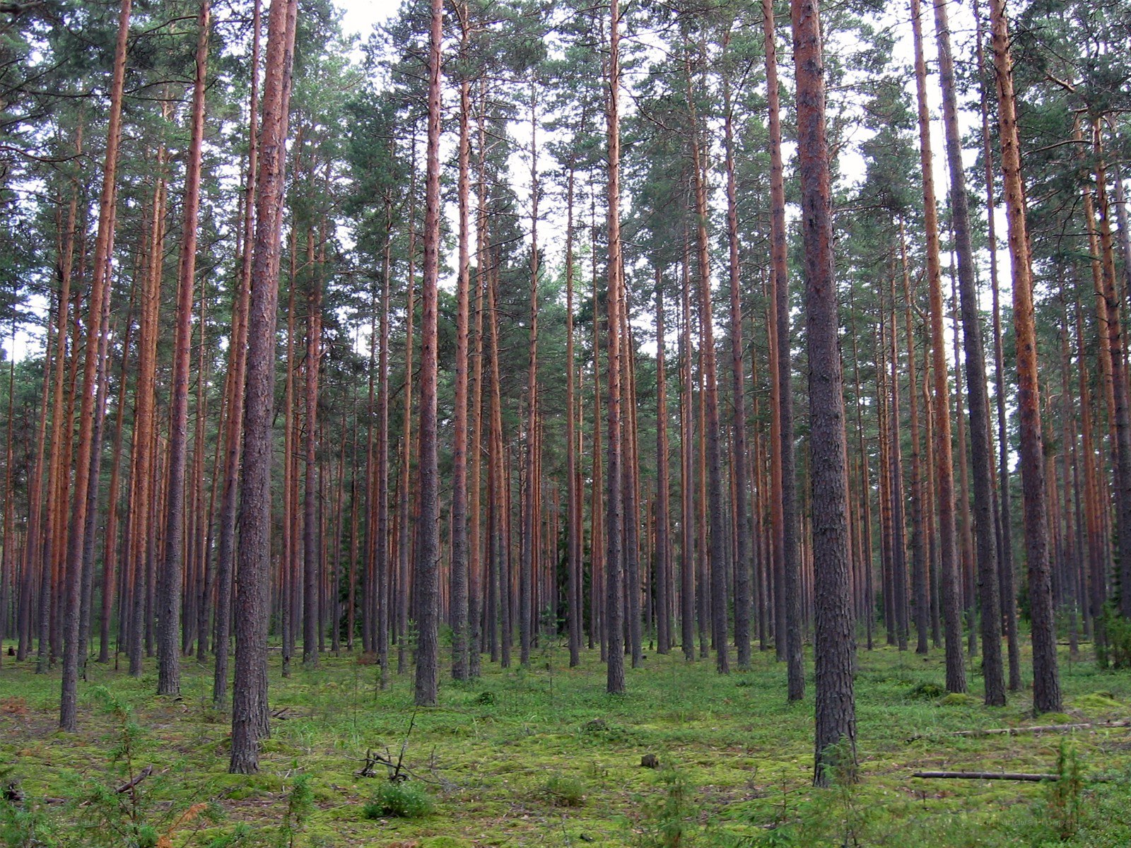 dense pine forest