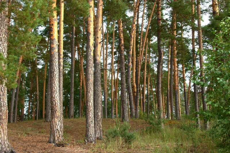dense pine forest