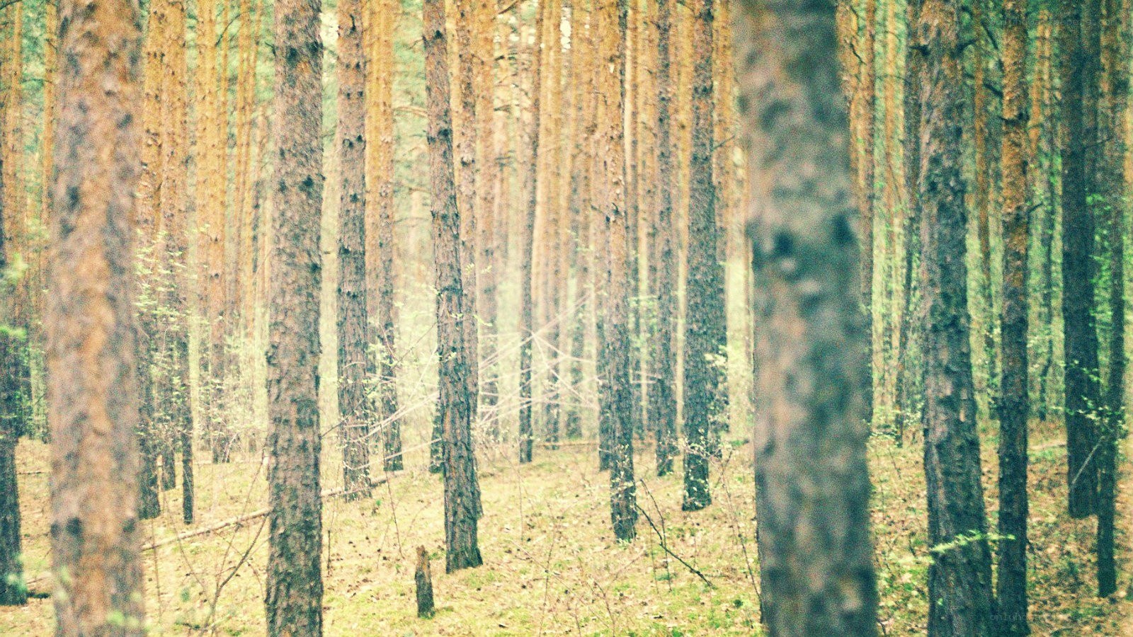 dense pine forest