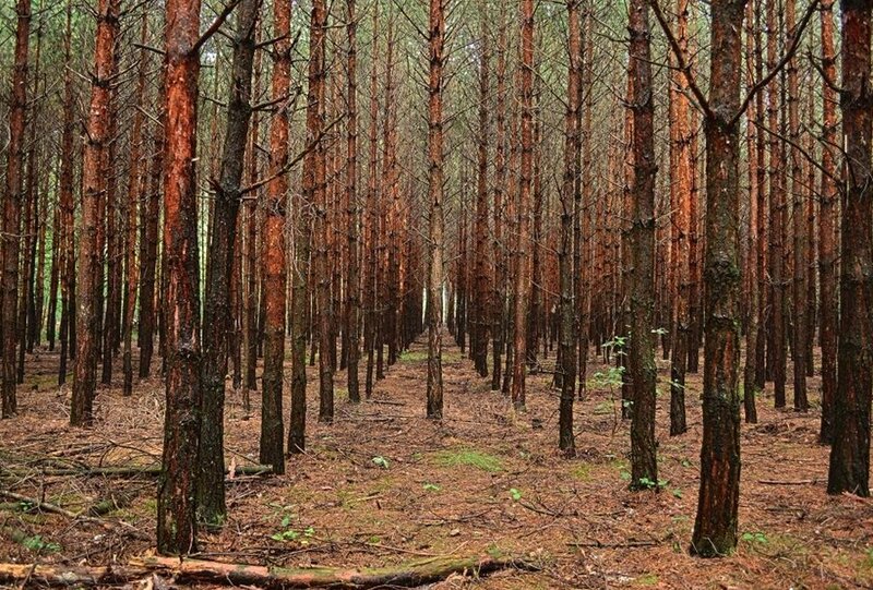 Dense Pine Forest — Brown