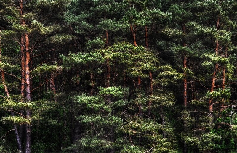 Dense Pine Forest — Green, Dark, Photograph