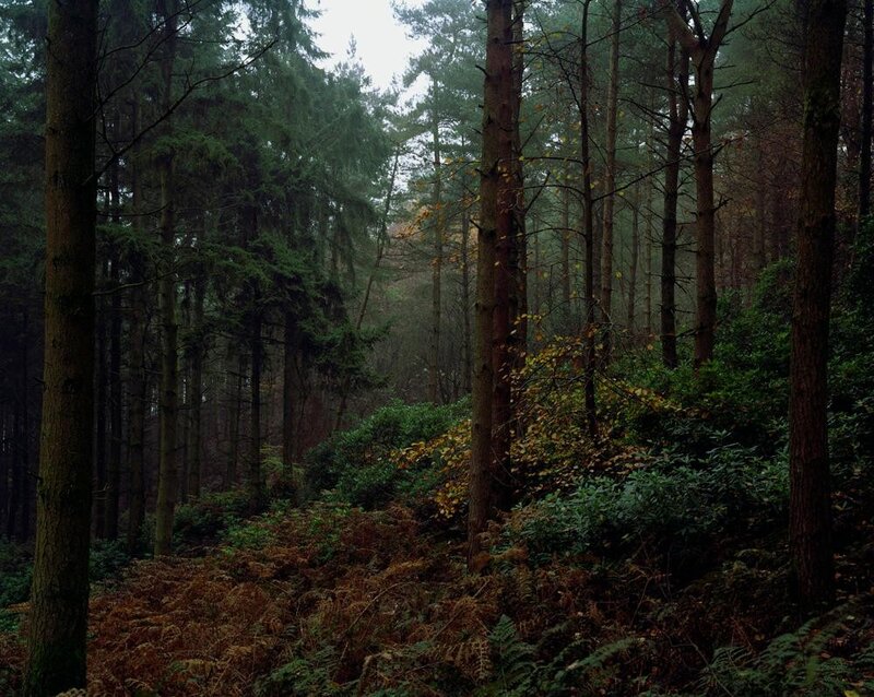 Dense Pine Forest — Green, Moody