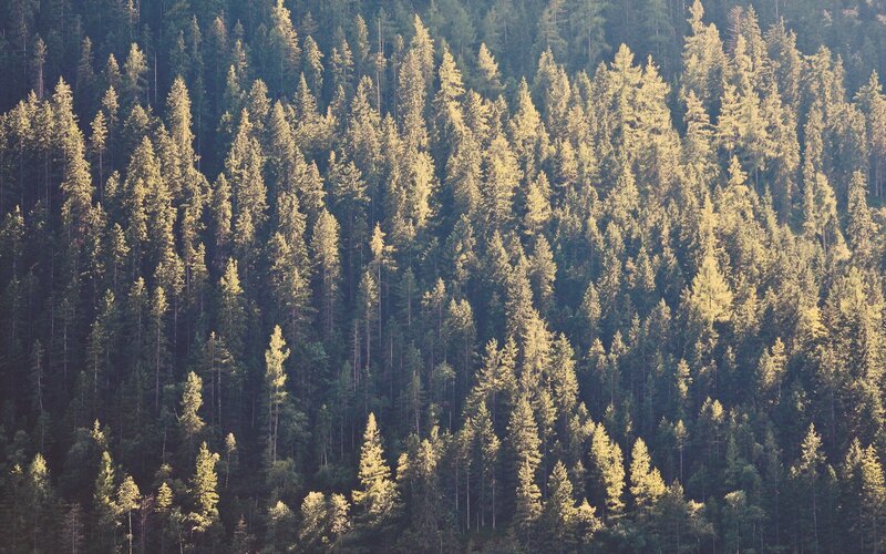 Dense Pine Forest — Green, Serene, Afternoon, Photograph
