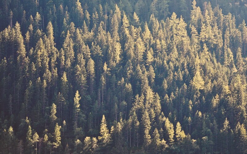 Dense Pine Forest — Green, Serene, Afternoon, Photograph, Trees, Sunlight