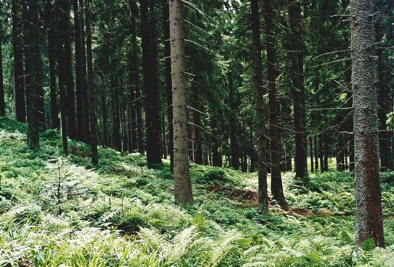 Dense Pine Forest — Green, Serene, Afternoon, Photograph, Trees