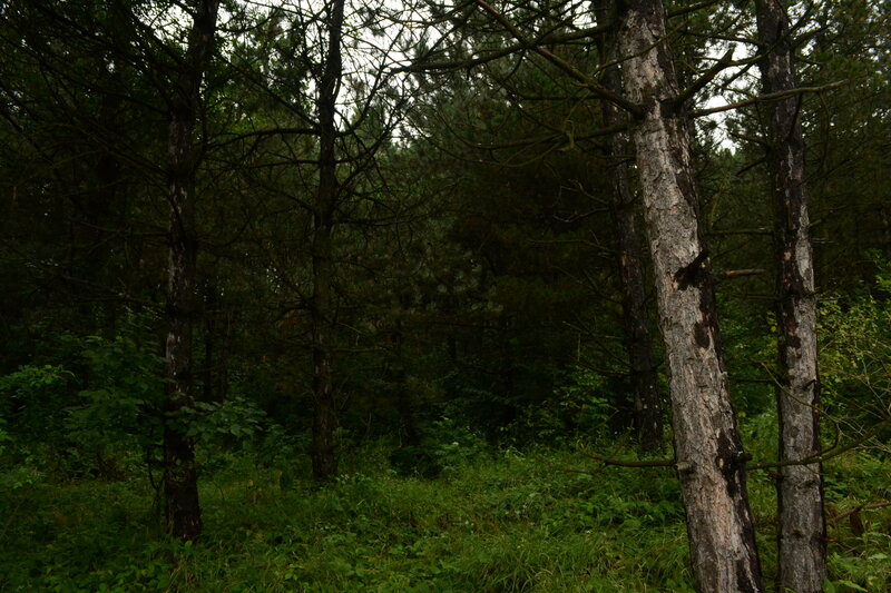 Dense Pine Forest — Green