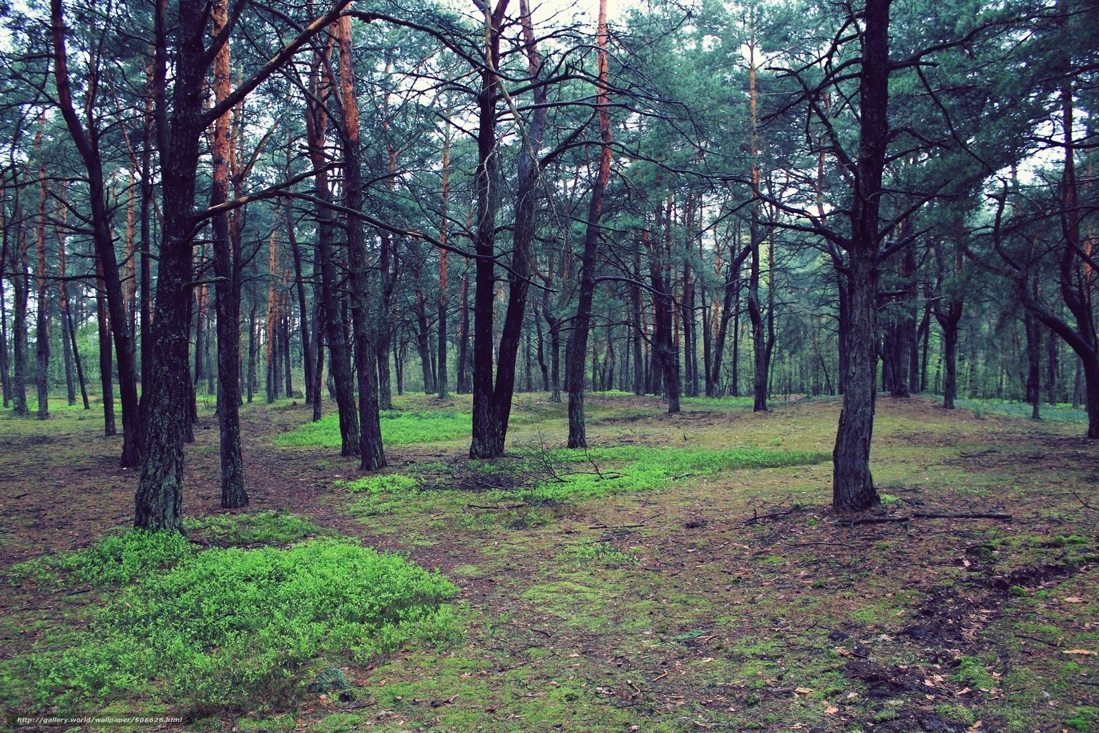 dense pine forest landscape