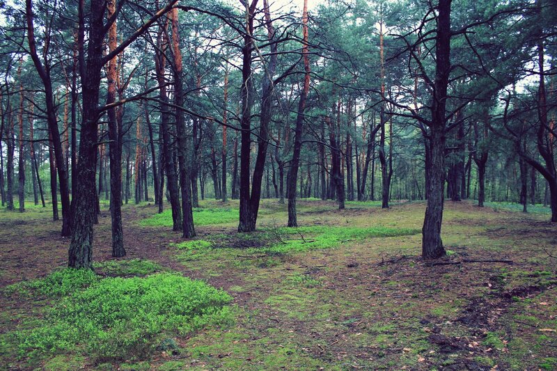 dense pine forest landscape