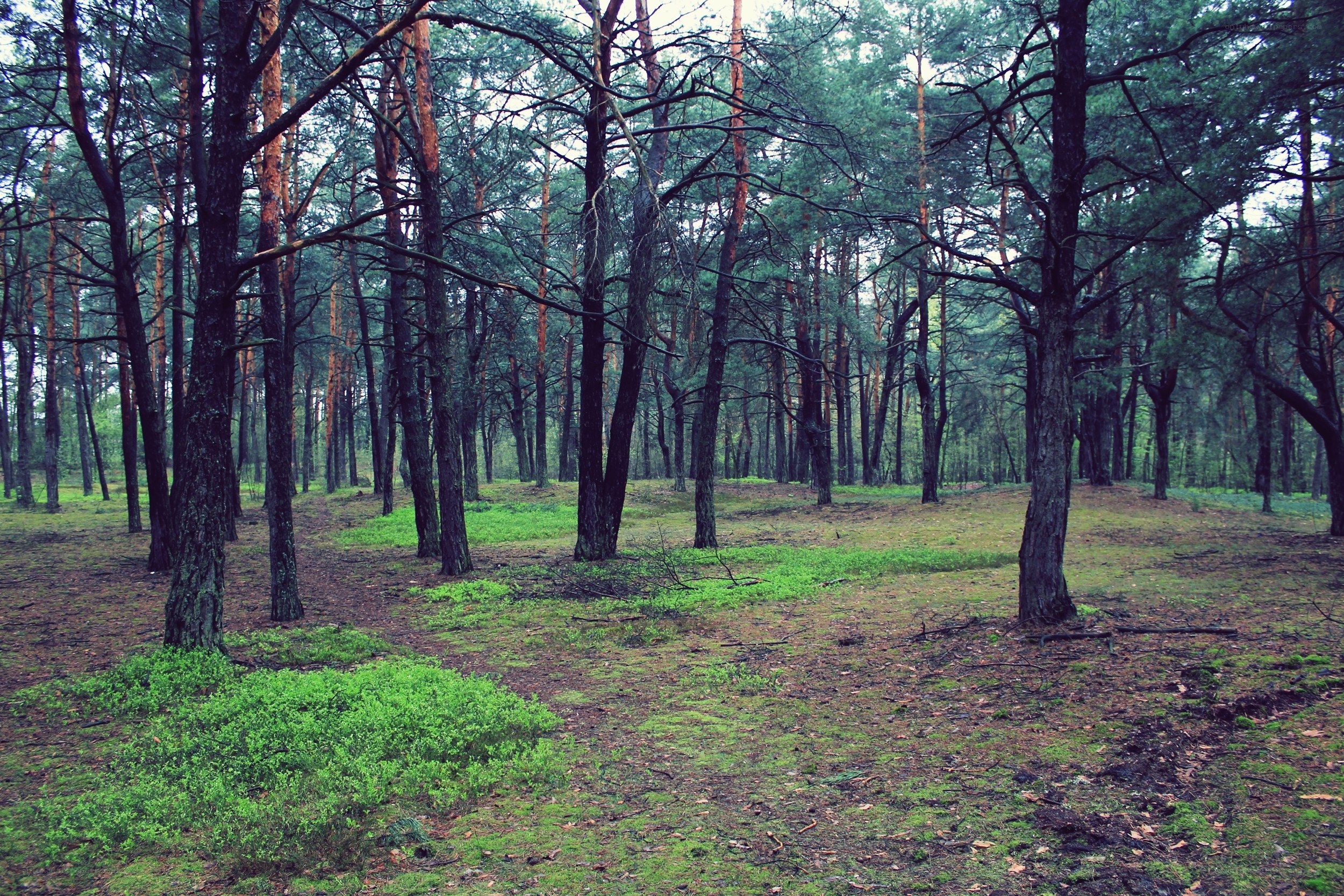 dense pine forest landscape