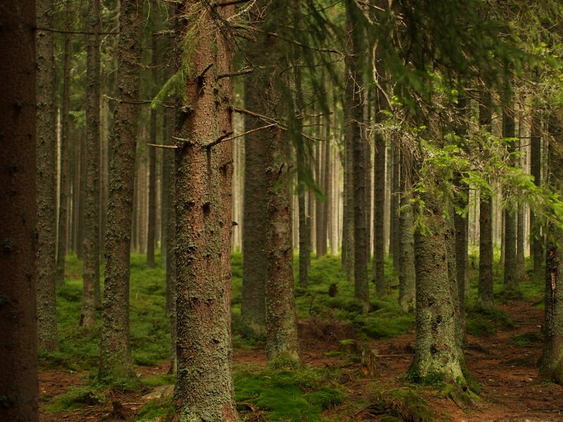 dense pine forest path
