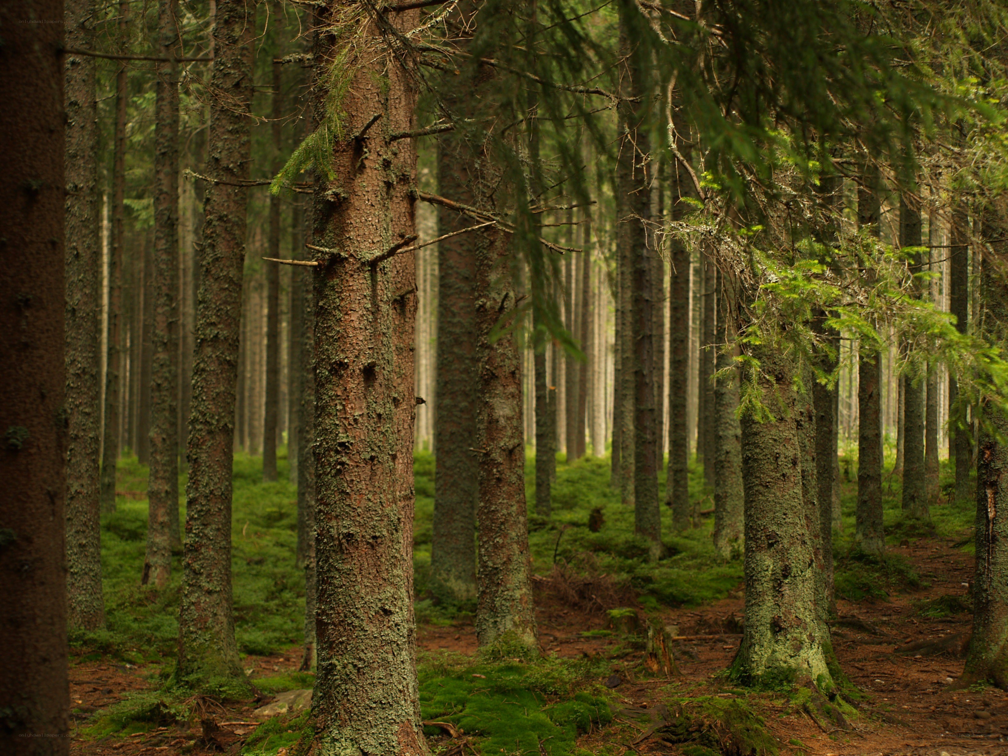 dense pine forest path