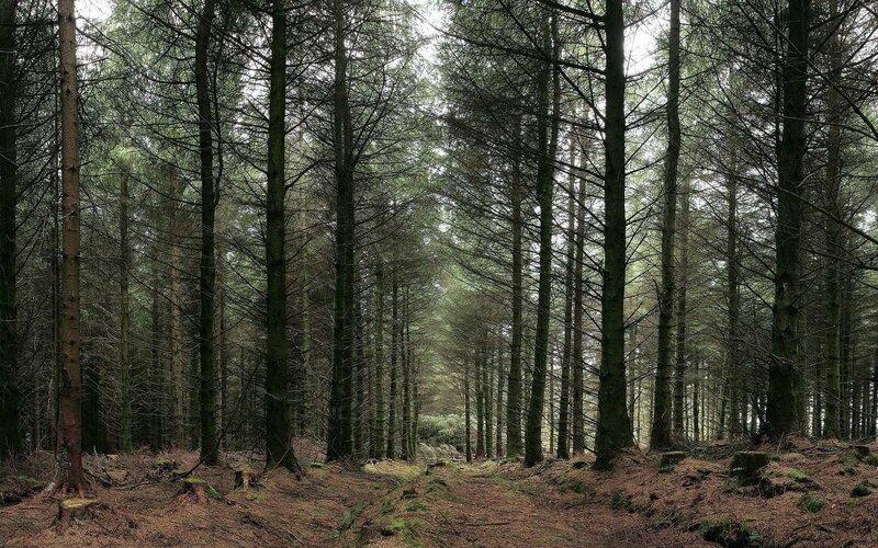 dense pine forest path