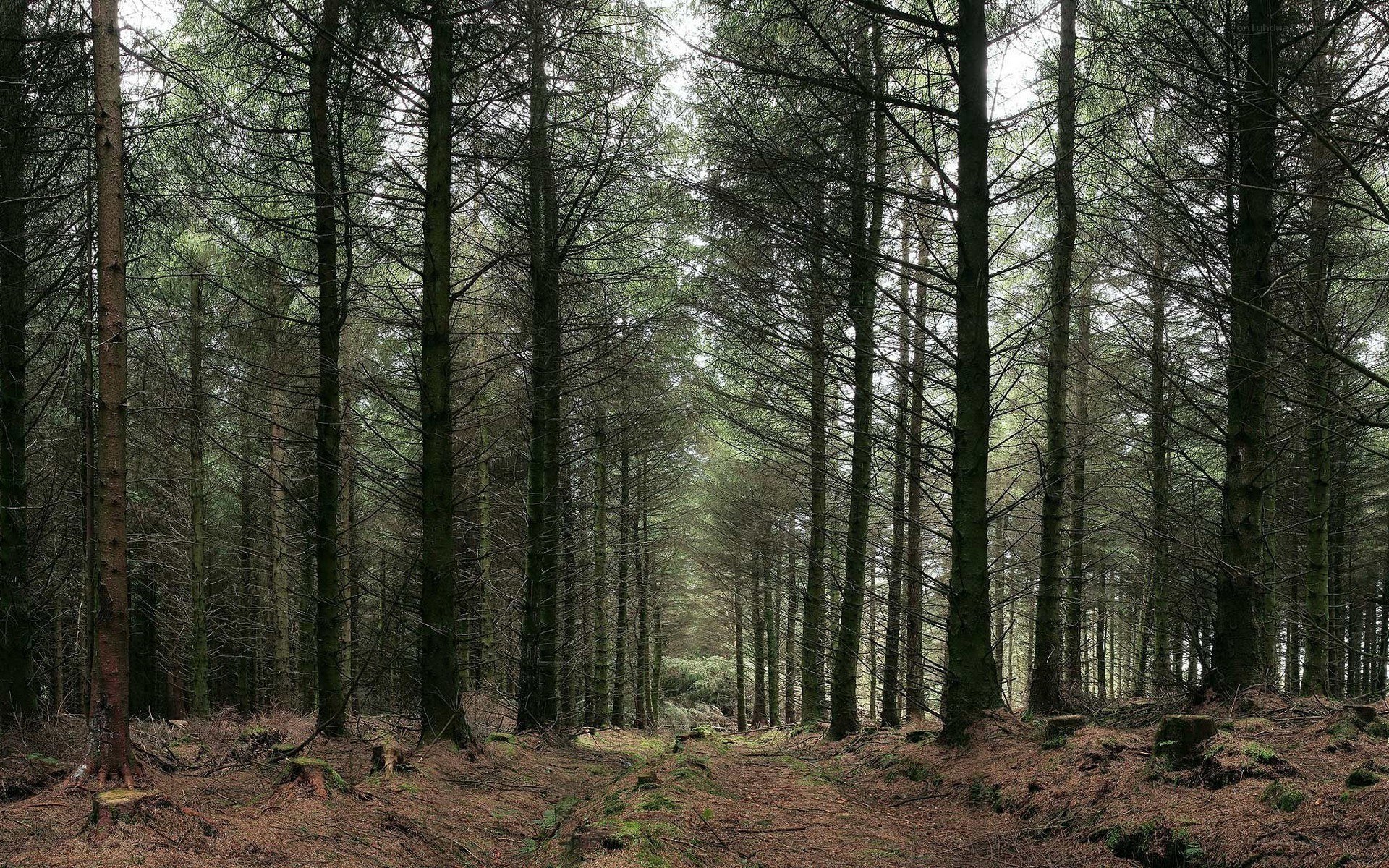 dense pine forest path