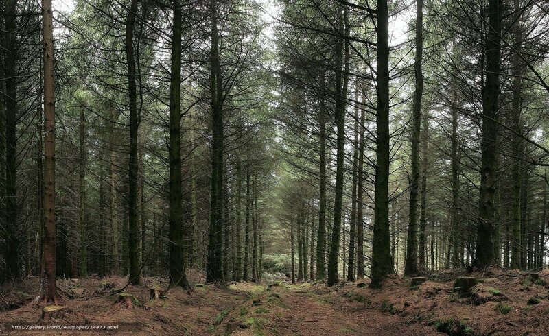 dense pine forest path