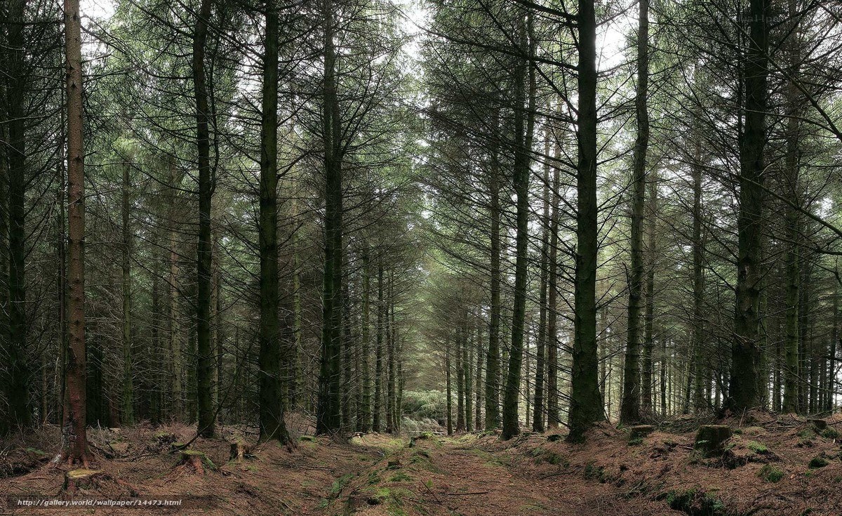 dense pine forest path